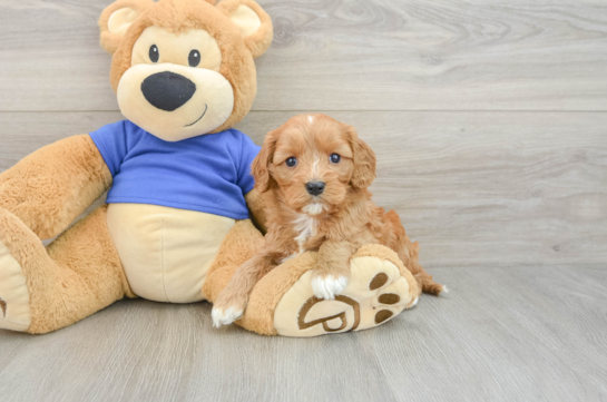 Cavapoo Puppy for Adoption