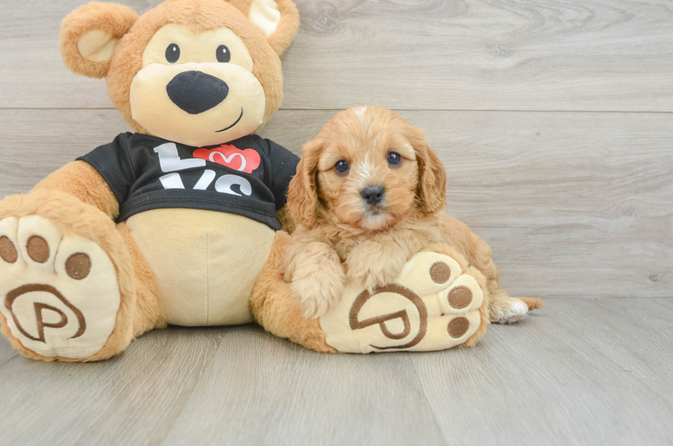 7 week old Cavapoo Puppy For Sale - Florida Fur Babies