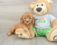 8 week old Cavapoo Puppy For Sale - Florida Fur Babies