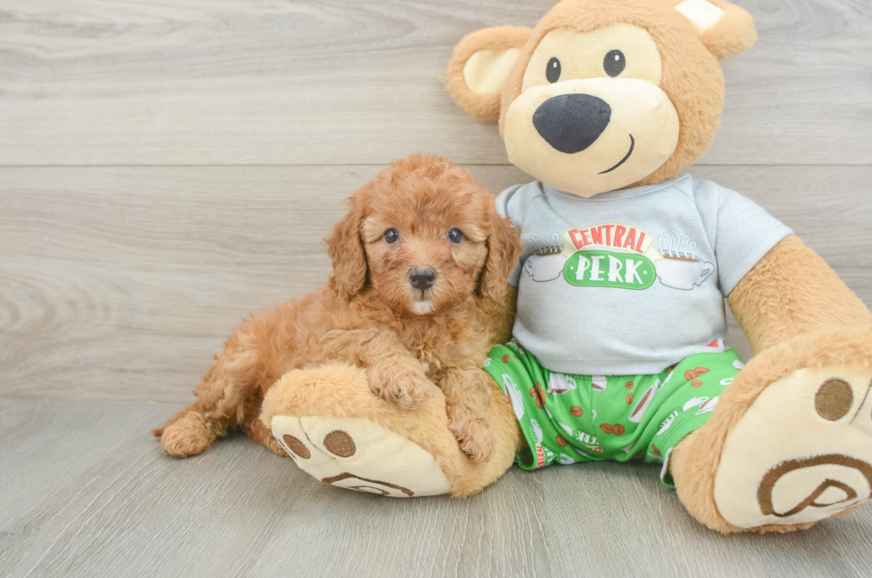 5 week old Cavapoo Puppy For Sale - Florida Fur Babies