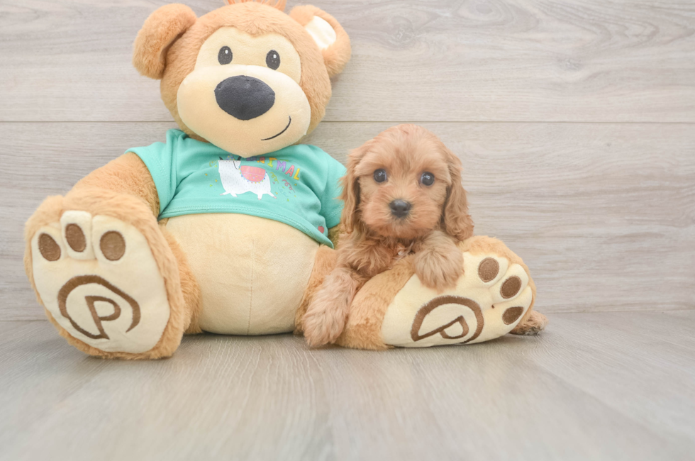 5 week old Cavapoo Puppy For Sale - Florida Fur Babies