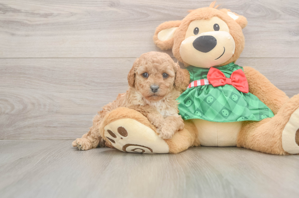 5 week old Cavapoo Puppy For Sale - Florida Fur Babies
