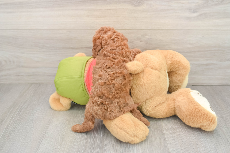 Smart Cavapoo Poodle Mix Pup