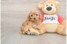 Cavapoo Puppy for Adoption