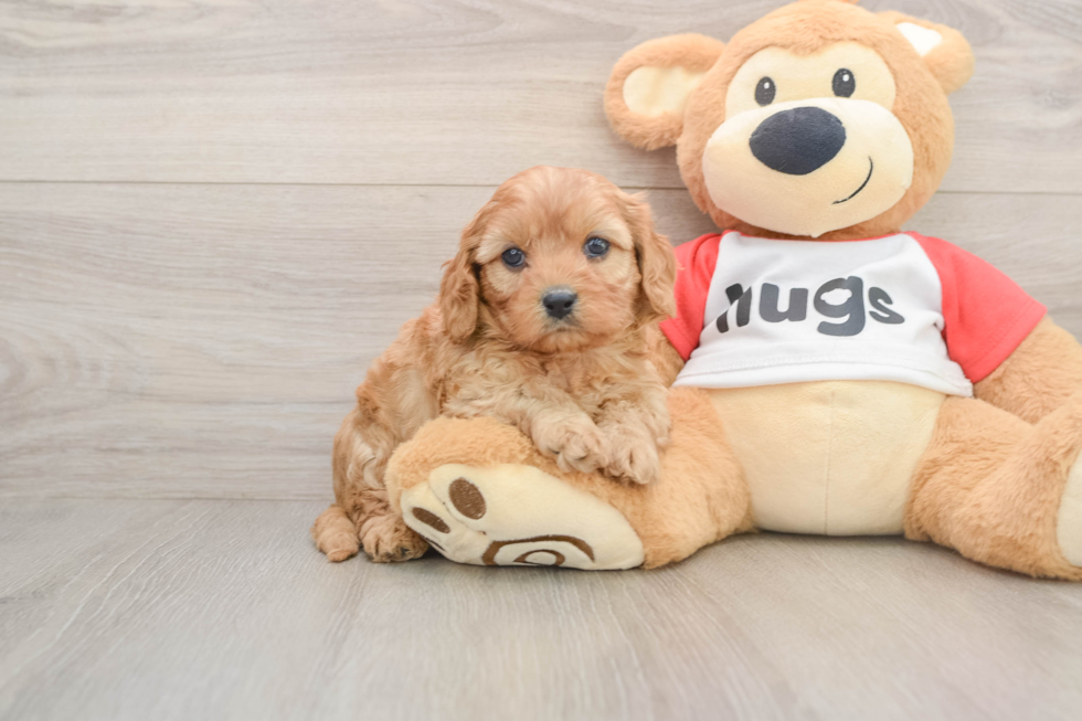 Cavapoo Puppy for Adoption