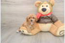 Popular Cavapoo Poodle Mix Pup