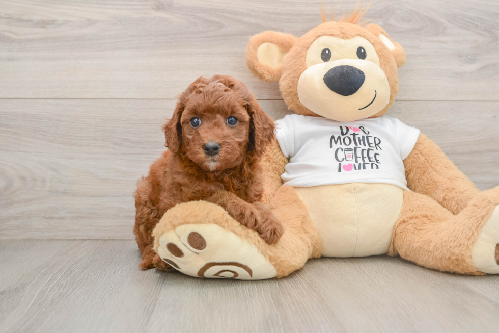 Cavapoo Pup Being Cute