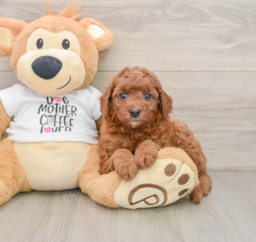 7 week old Cavapoo Puppy For Sale - Florida Fur Babies