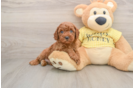 Cavapoo Puppy for Adoption