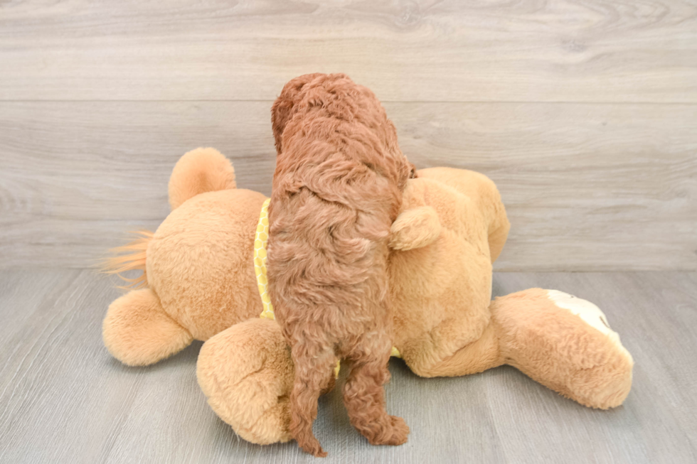 Cavapoo Puppy for Adoption