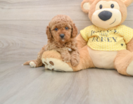 8 week old Cavapoo Puppy For Sale - Florida Fur Babies