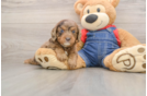 Sweet Cavapoo Baby