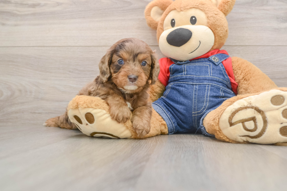 Sweet Cavapoo Baby