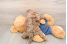 Energetic Cavoodle Poodle Mix Puppy