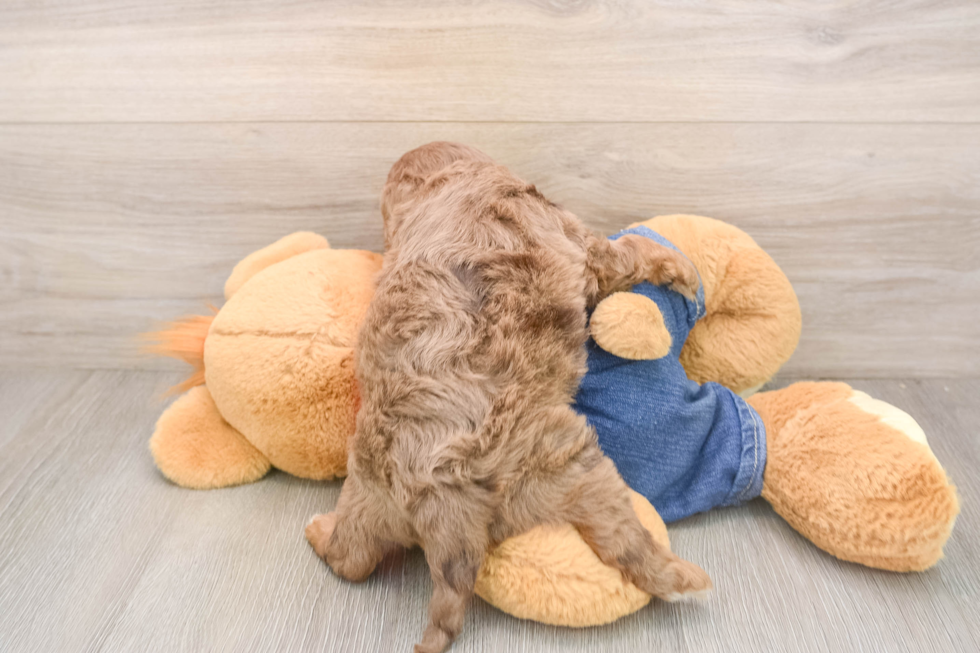 Energetic Cavoodle Poodle Mix Puppy