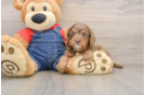 Friendly Cavapoo Baby