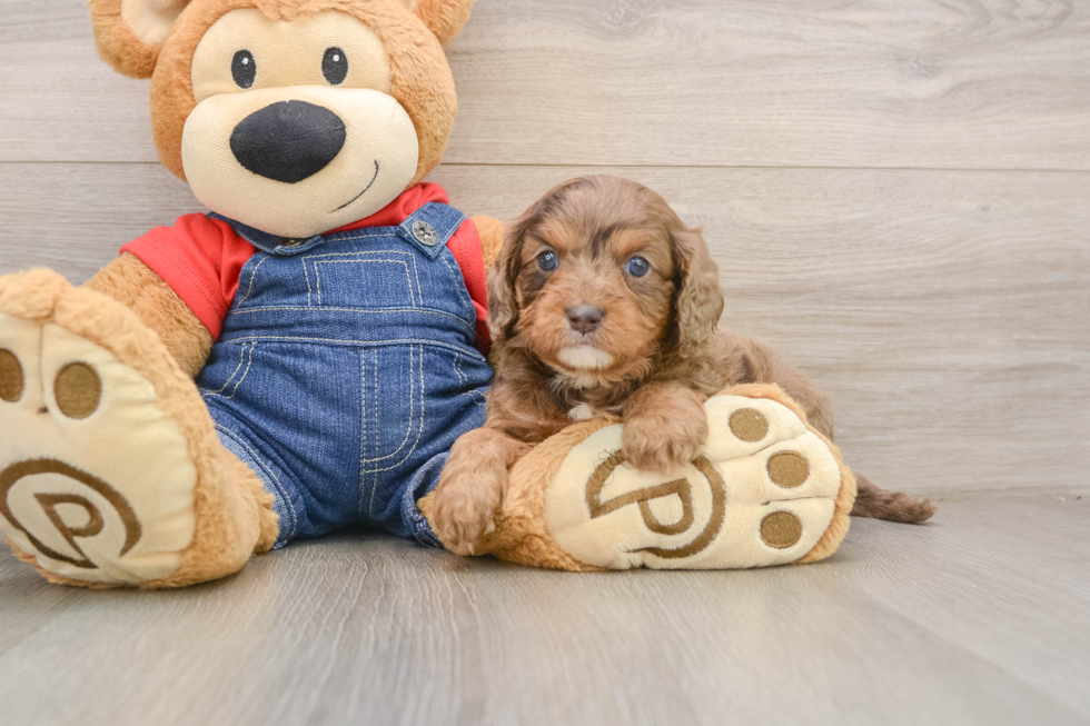 Friendly Cavapoo Baby