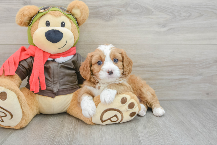 Cavapoo Puppy for Adoption