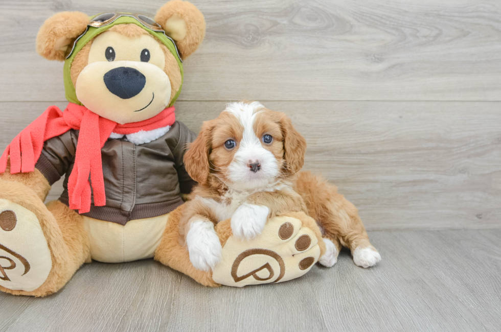 5 week old Cavapoo Puppy For Sale - Florida Fur Babies