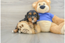 Petite Cavapoo Poodle Mix Pup