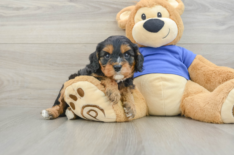 5 week old Cavapoo Puppy For Sale - Florida Fur Babies