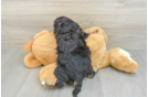 Energetic Cavoodle Poodle Mix Puppy