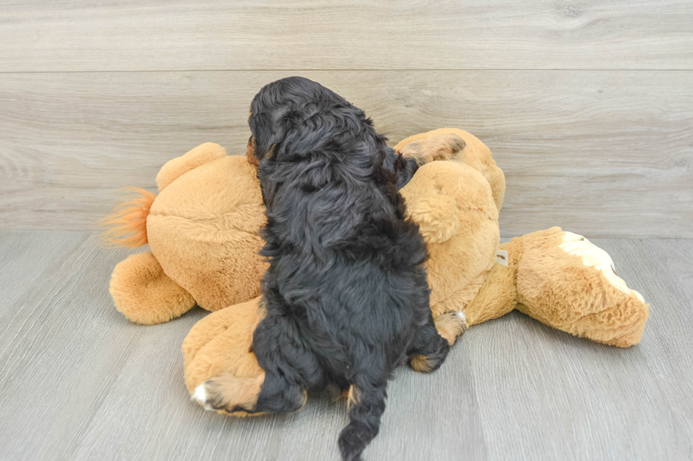 Energetic Cavoodle Poodle Mix Puppy