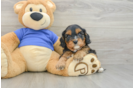 Cavapoo Pup Being Cute
