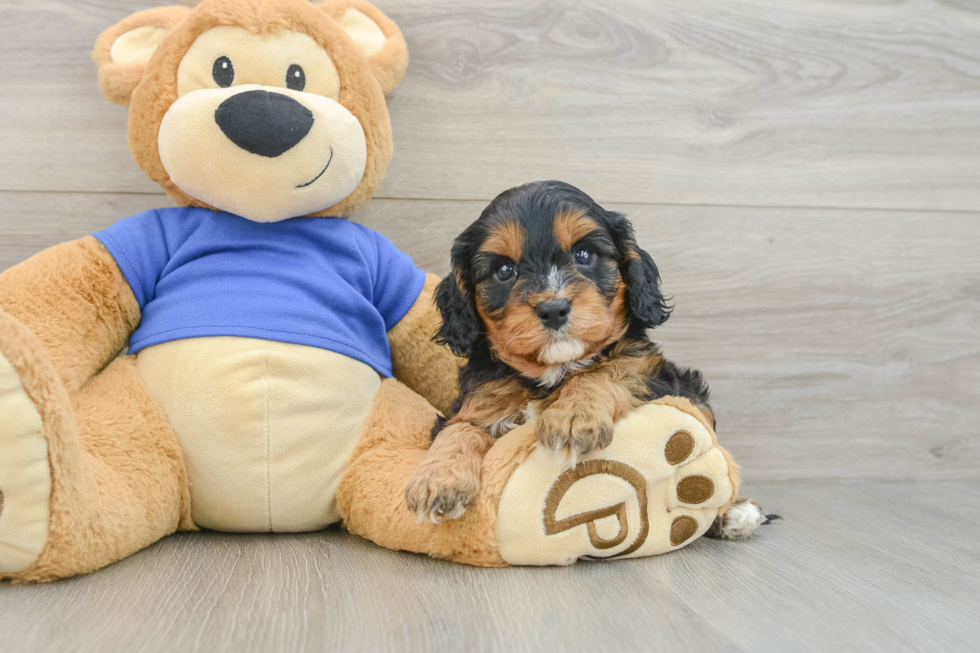 Cavapoo Pup Being Cute