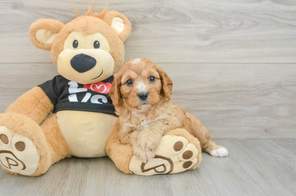 7 week old Cavapoo Puppy For Sale - Florida Fur Babies