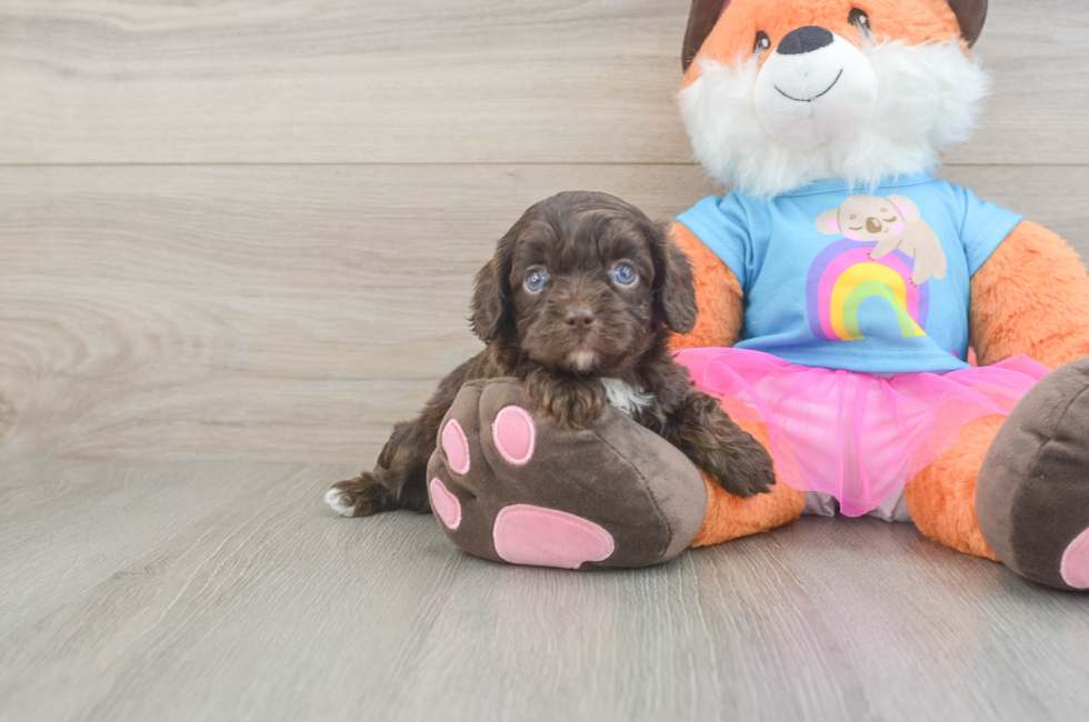 5 week old Cavapoo Puppy For Sale - Florida Fur Babies