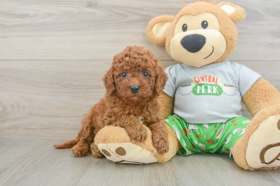 5 week old Cavapoo Puppy For Sale - Florida Fur Babies