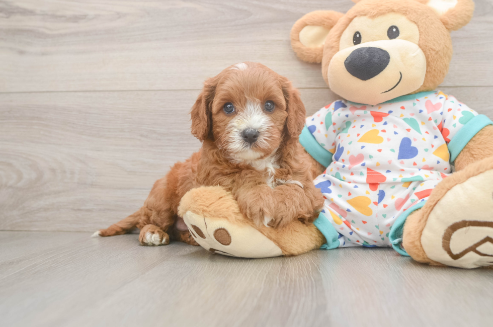 6 week old Cavapoo Puppy For Sale - Florida Fur Babies