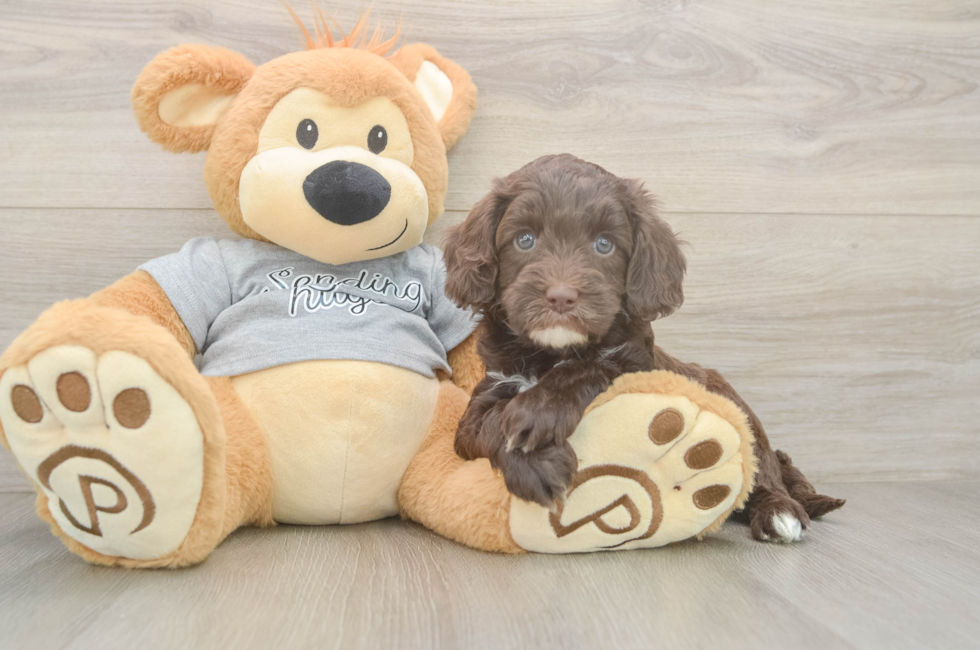 6 week old Cavapoo Puppy For Sale - Florida Fur Babies