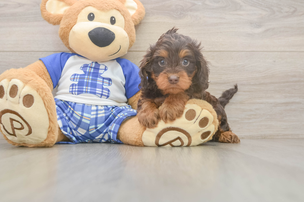 5 week old Cavapoo Puppy For Sale - Florida Fur Babies
