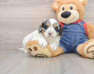8 week old Cavapoo Puppy For Sale - Florida Fur Babies