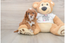 Small Cavapoo Baby