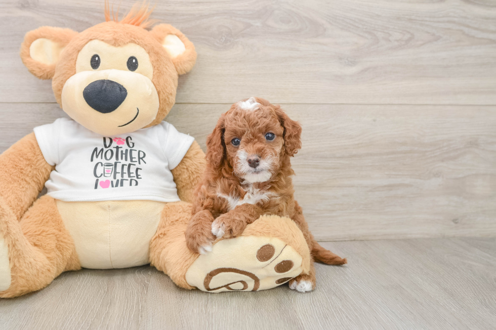 Cute Cavapoo Baby