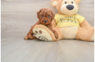 Cavapoo Puppy for Adoption