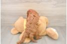 Energetic Cavoodle Poodle Mix Puppy