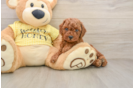 Fluffy Cavapoo Poodle Mix Pup