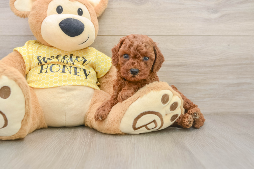 Fluffy Cavapoo Poodle Mix Pup