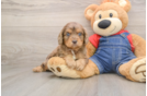 Happy Cavapoo Baby