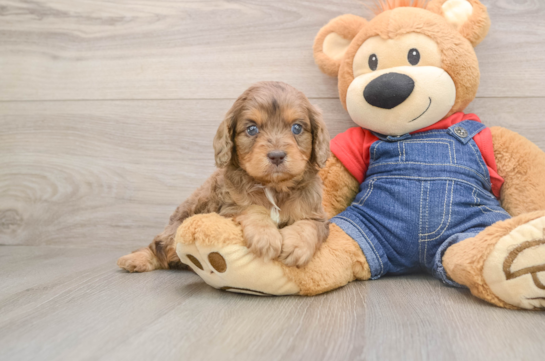 Happy Cavapoo Baby