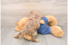 Playful Cavapoodle Poodle Mix Puppy