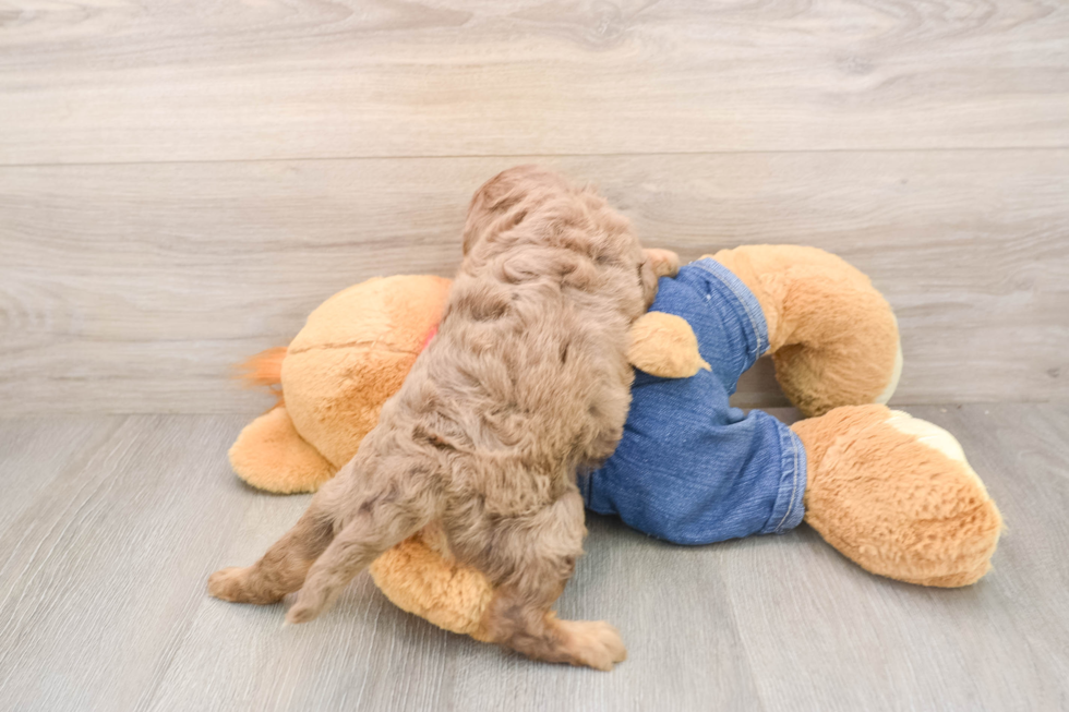 Playful Cavapoodle Poodle Mix Puppy