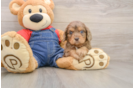 Cavapoo Pup Being Cute
