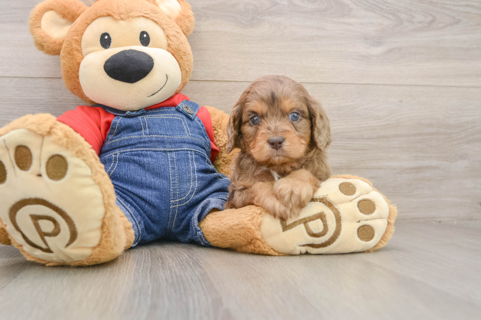 Cavapoo Pup Being Cute