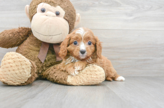 6 week old Cavapoo Puppy For Sale - Florida Fur Babies