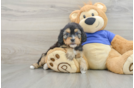 Cavapoo Puppy for Adoption